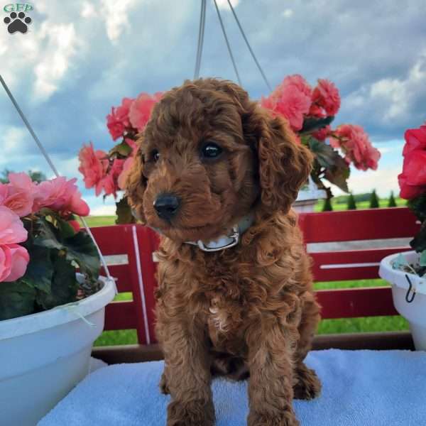 Remy, Miniature Poodle Puppy